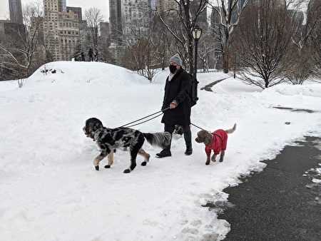 2021年2月2日，纽约客带着四只狗散步白雪皑皑的中央公园。