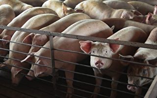 陸非洲豬瘟再起 分析師：北方種豬至少下降20%