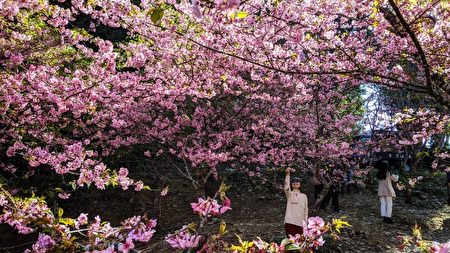 过年赏樱高雄 樱花公园 看粉色系花海 宋永泰 大纪元