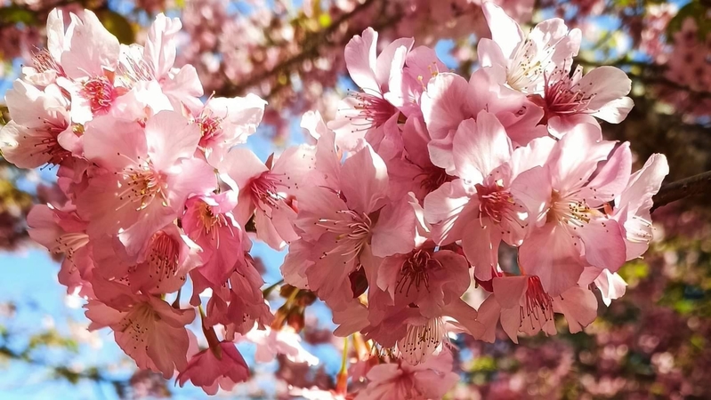 过年赏樱高雄 樱花公园 看粉色系花海 宋永泰 大纪元