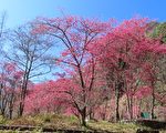 組圖：過大年 台灣阿里山賞櫻賞鳥好時機