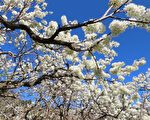 組圖：阿里山春意濃 李花桃花櫻花爭豔