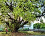 【視頻】台灣高雄茄苳巨木壯觀 風鈴木盛開