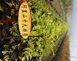 “以阿里山植物之名”植物  首波开卖
