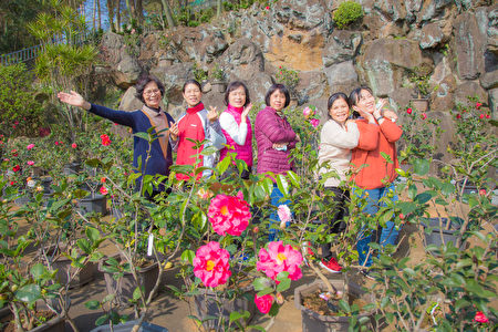 寿山岩观音寺内的山茶花已经陆续绽放，吸引不少人观赏。