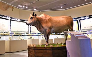 科博馆迎破亿人次 过年特展“台湾牛”揭幕