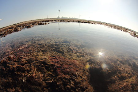 大潭藻礁生态丰富。