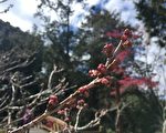 阿里山花季3月10日登场 疏运前线贴心服务