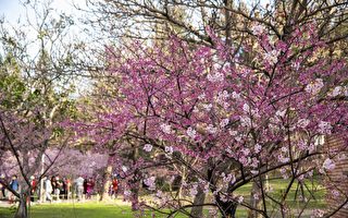 仿佛置身日本 新竹公园樱花盛开、美不胜收