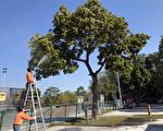 嘉市9公園22日起第一波 噴藥防治害蟲荔枝椿象
