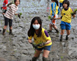 组图：食农教育 竹林国小学童赤脚插秧体验