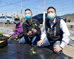 丝瓜产量价格都提升 鱼池农会续补助嫁接苗