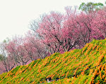 賞花遊秘境 「花都」苗栗各式花季接力綻放