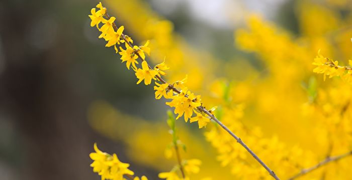 带雪冲寒迎春花贤相韩琦为何爱她 中国新年 立春 大纪元