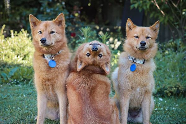 新西蘭狗狗拍合照 獨特回眸姿勢火遍全網