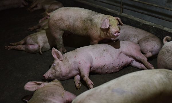 从外省调运四川的生猪中查出非洲猪瘟疫情