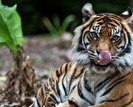 阿德萊德動物園一蘇門答臘虎重病死亡