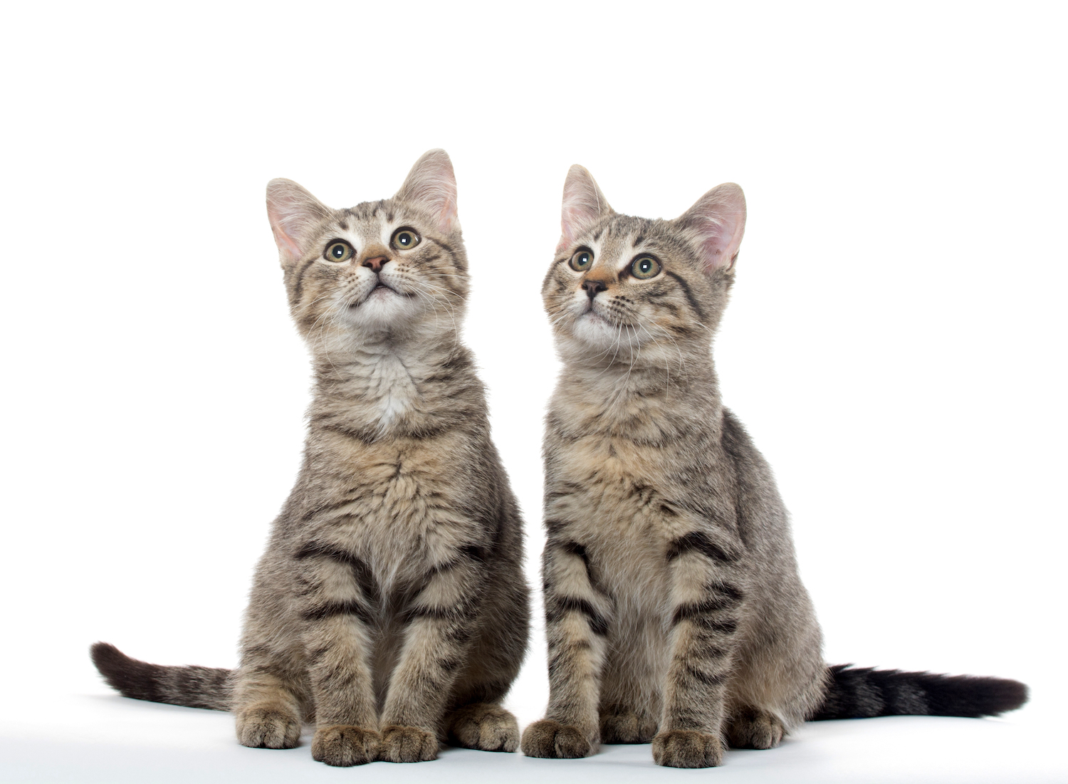 (ShutterStock)