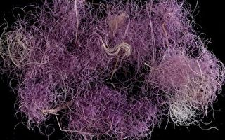 以色列首次發現舊約時期王族紫色織物