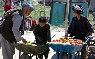 阿富汗储存葡萄的传统方法 可保持新鲜半年