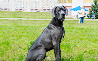 吉尼斯纪录世界最高狗狗去世 站高超2米