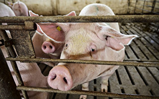 大陸豬價連跌5個月  豬企5月虧損面達9.7%