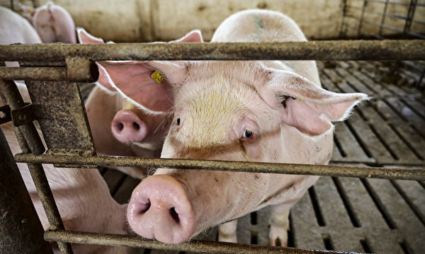 大陆猪价连跌5个月  猪企5月亏损面达9.7%