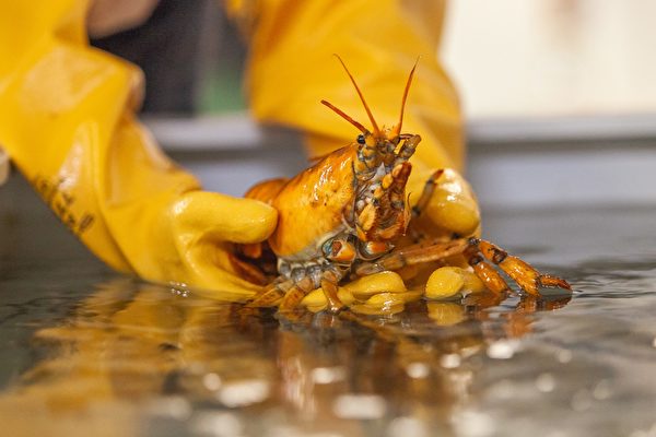 三千万分之一概率 美渔民捕获稀有黄金龙虾