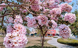 组图：粉红和黄金风铃木好美 南台湾赏花秘径