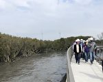 彰县芳苑湿地红树林海空步道 六月底可望开放