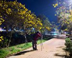 军辉桥畔黄花风铃木  越夜越美丽