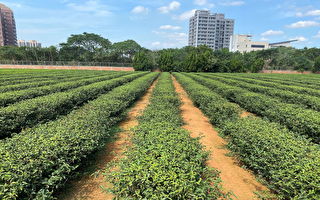 茶改场附挂式植茶机  茶农种茶更简单提早收益