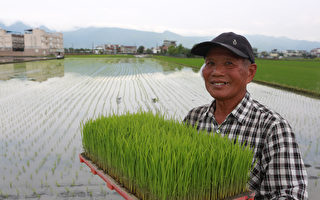 日本“越光米”稻种 壮围乡扩大育种