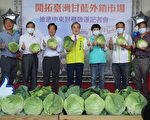 鲜甜好滋味 台湾高丽菜首次抢攻中东市场