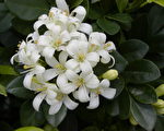 植樹節贈原生苗木 南投林管處12日開跑