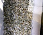 嘉市荔枝椿象生物防治 释放逾2万平腹小蜂
