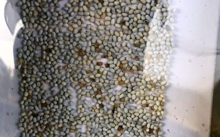 嘉市荔枝椿象生物防治 释放逾2万平腹小蜂
