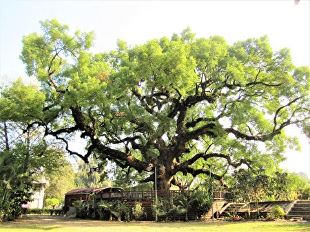 當地居民心中的守護神「百年老樟樹」，是太平區樹齡最高的樹木，蓊鬱蒼翠的枝葉、沉穩粗壯的樹幹、見證了太平的歷史。