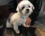 桃园警局波丽士细心访查  协助毛小孩返家