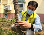 竹山备8千组药剂 疣胸琉璃蚁防治即将启动
