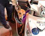 中坜警是寻犬高手  协助寻回毛小孩
