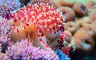 「貝感心奇」微型展  欣賞多彩多姿的貝殼