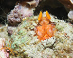 海洋公民计划征集照片 保护水下生物多样性