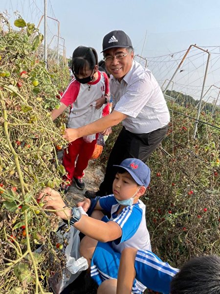 桂林国小校长杜昌霖与学生一同采蕃茄。