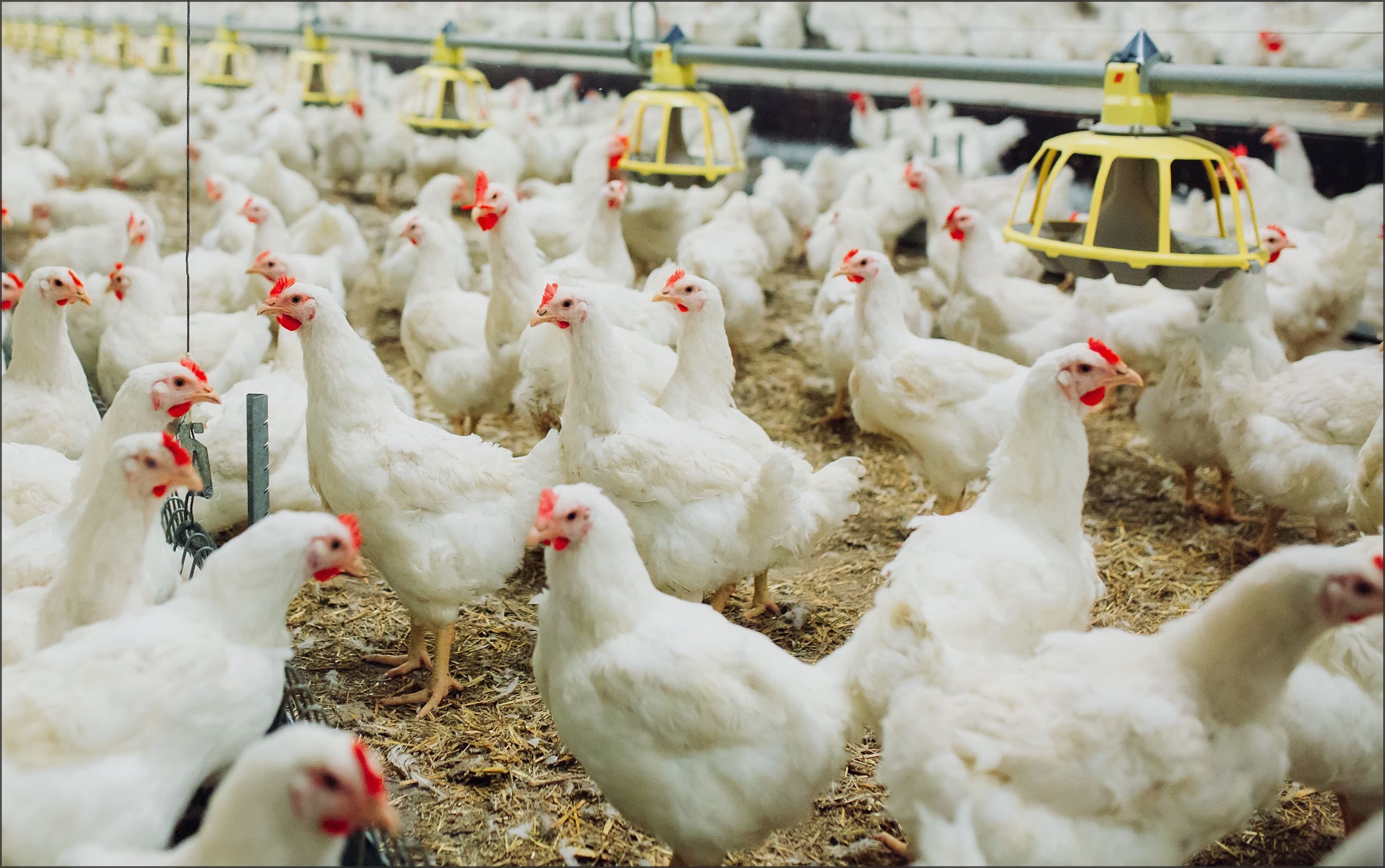 為台灣驕傲為自己驕傲」國產雞飼養技術與世界一起成長| 循環農業| 智慧雞舍| 養雞| 大紀元