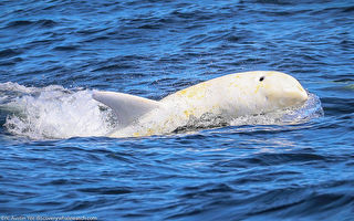宛如白珍珠 加州海域再现珍稀白化海豚