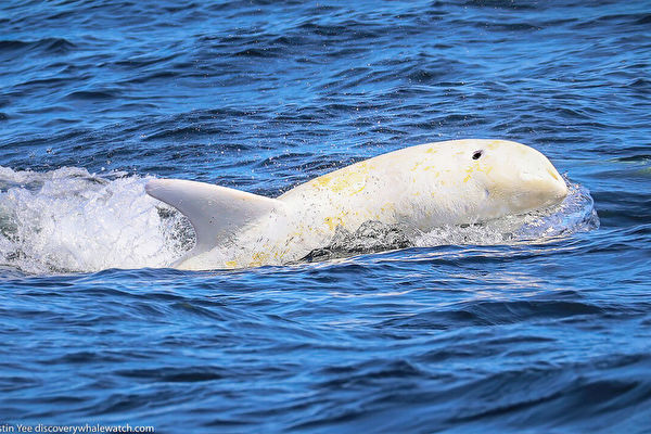 宛如白珍珠 加州海域再現珍稀白化海豚
