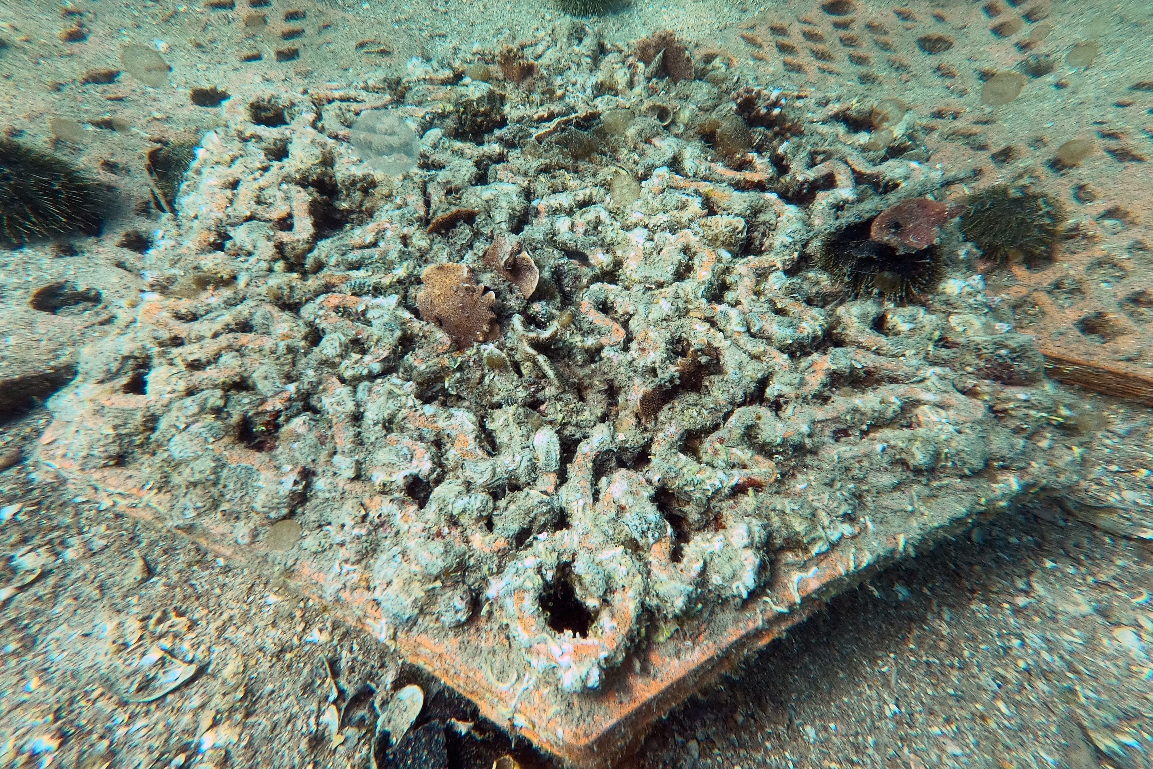 这张摄于2021年2月2日的水下照片展示了香港大学生物科学学院的一项研究项目中使用的3D打印粘土砖,它被设计为香港海下湾海岸公园水域的珊瑚人工床。(Photo by SARAH LAI/AFP via Getty Images)
