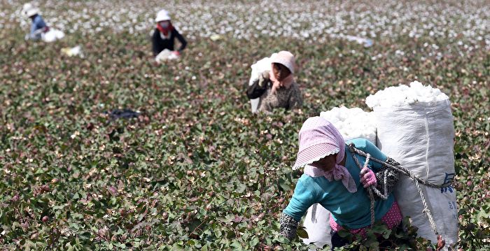 新疆棉花禁令引发抵制专家：中共的损失将永远持续棉| 制裁措施
