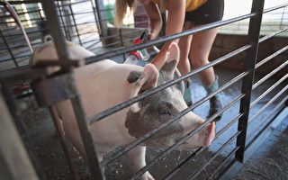 近千美种猪空降四川 中国种猪年进口超二万头